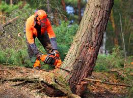 How Our Tree Care Process Works  in Woodworth, OH